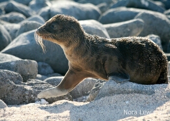 Fur Seal Pup - Galapagos